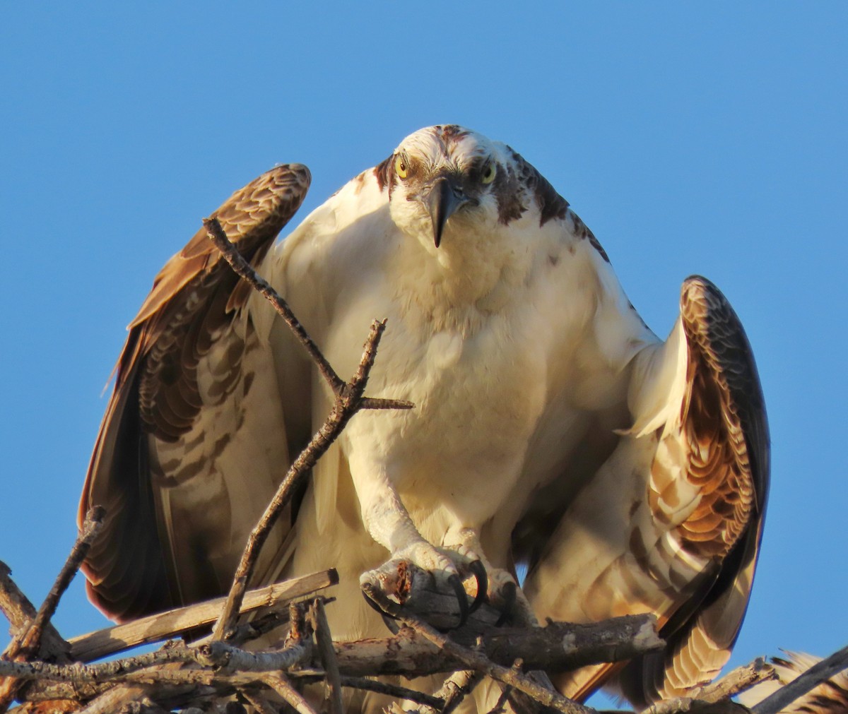 Osprey - Eric  Weston