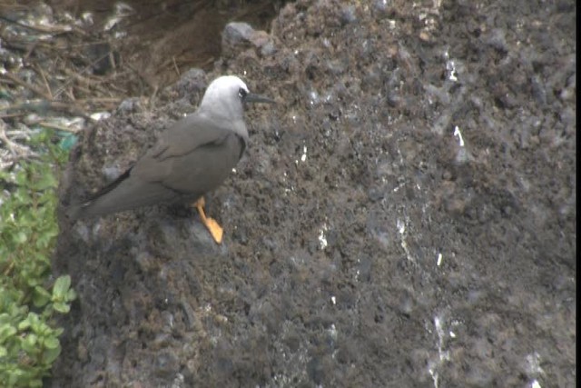 Black Noddy - ML427777