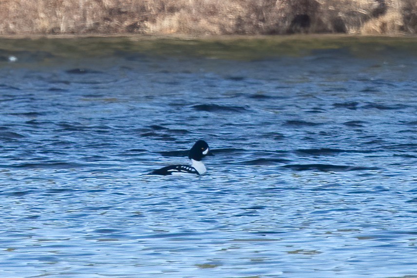 Barrow's Goldeneye - Kalpesh Krishna
