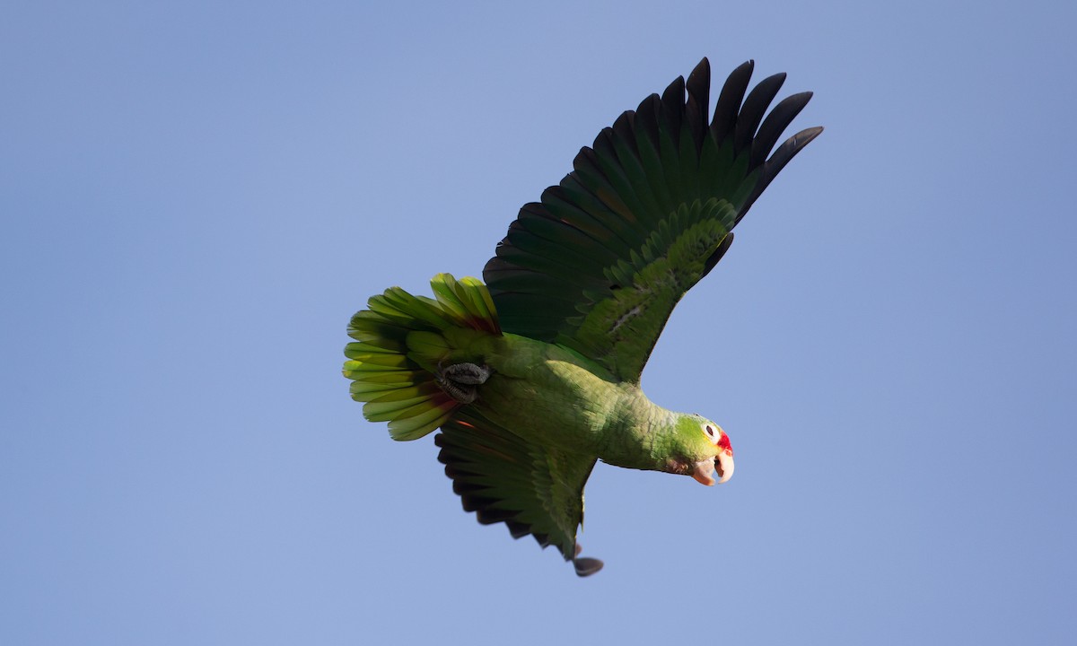 キホオボウシインコ - ML42777751