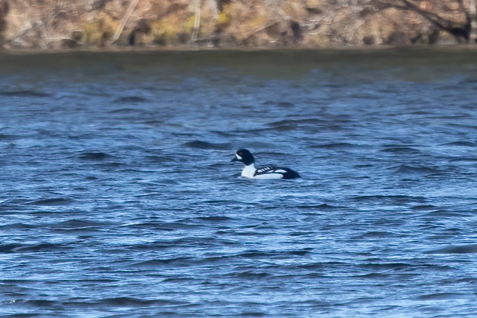 Barrow's Goldeneye - Kalpesh Krishna