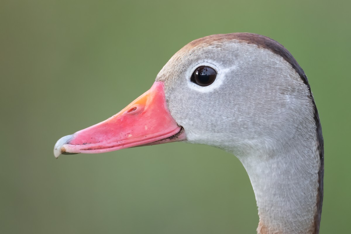 Black-bellied Whistling-Duck - Tyler Ficker