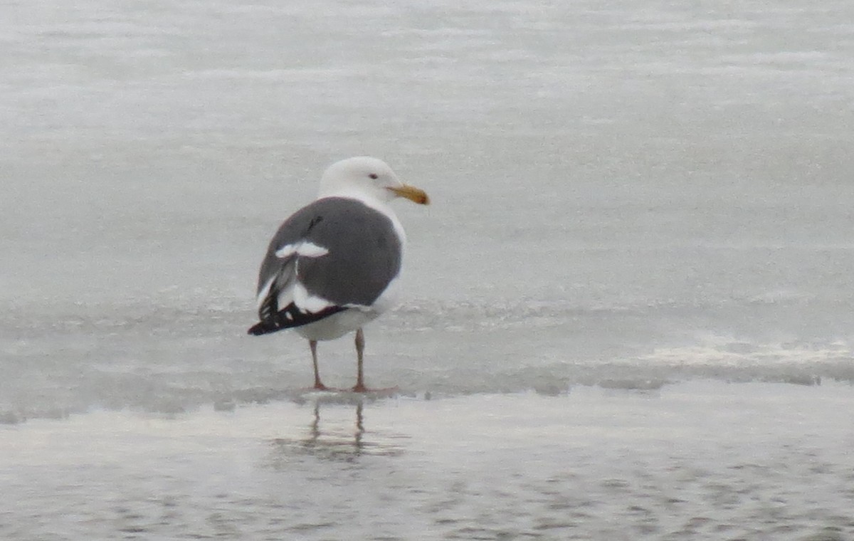 Western Gull - ML427778451