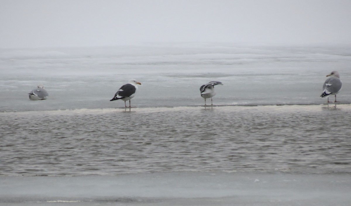 Western Gull - ML427778511