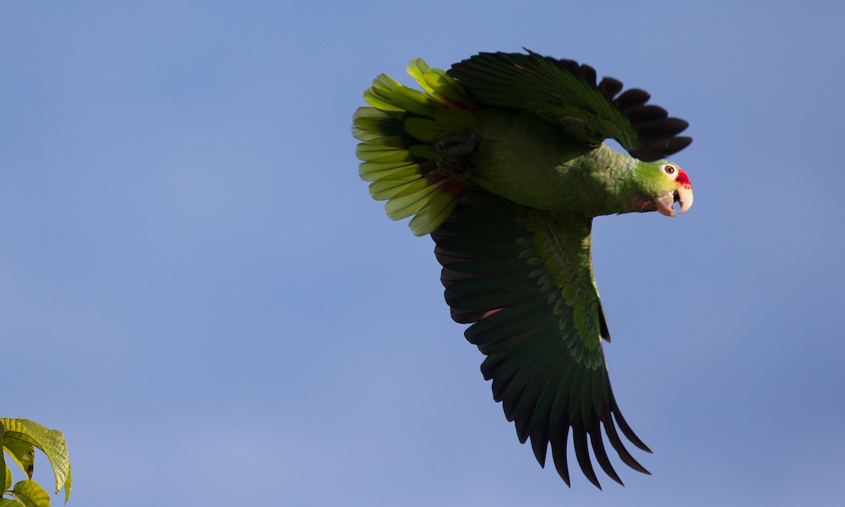 Red-lored Parrot - Chris Wood