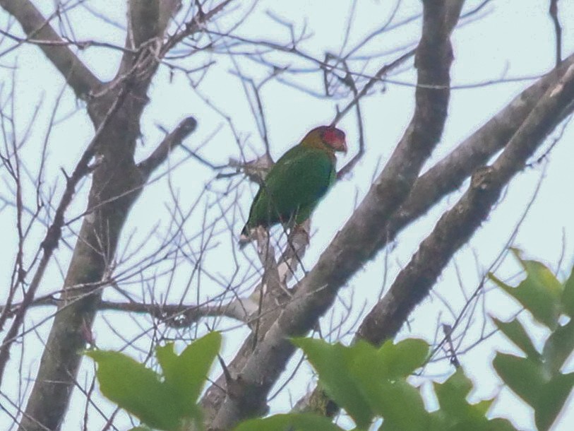 Rose-faced Parrot - ML427779441