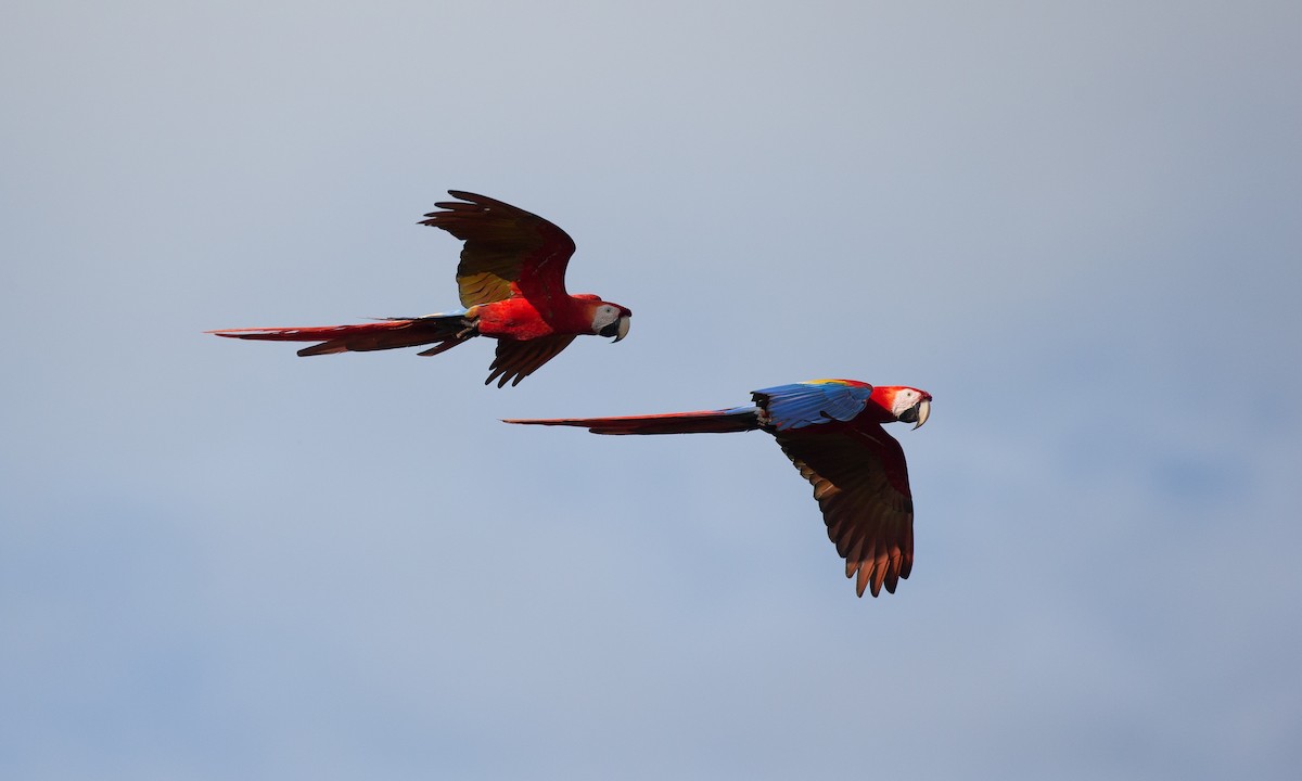 Scarlet Macaw - Chris Wood