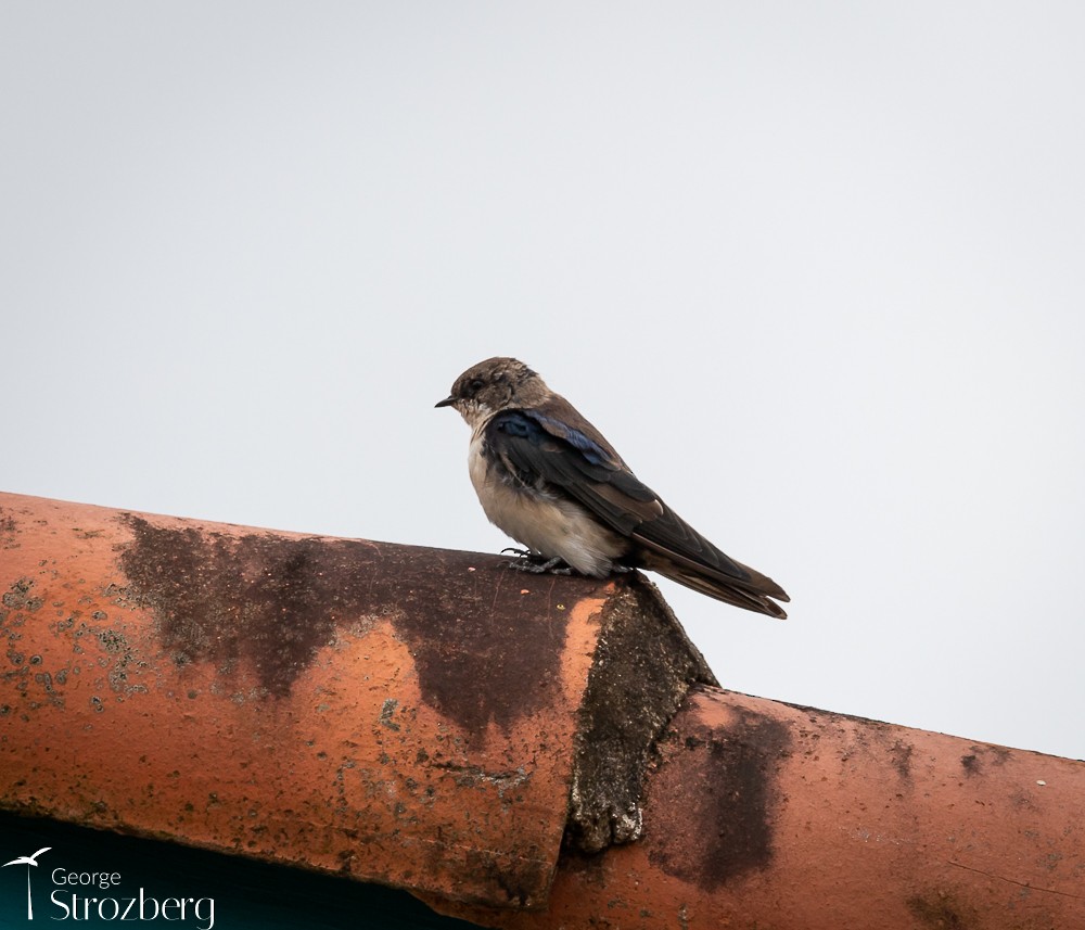 Blue-and-white Swallow - George Strozberg