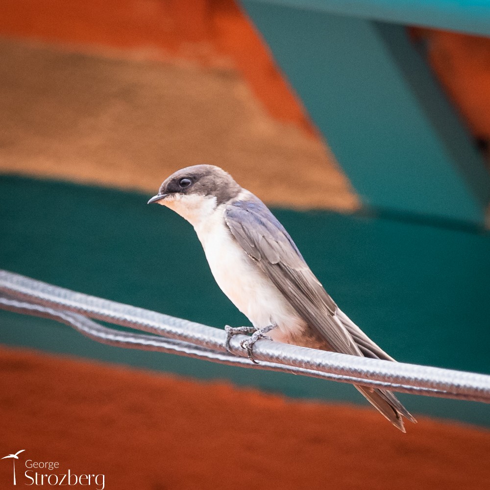 Blue-and-white Swallow - George Strozberg