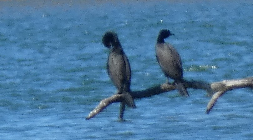 Double-crested Cormorant - ML427780421