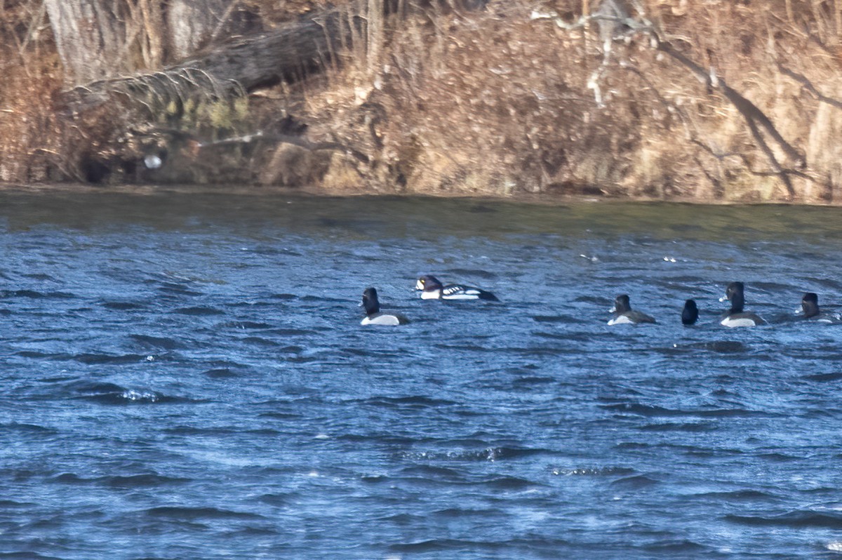Barrow's Goldeneye - Kalpesh Krishna