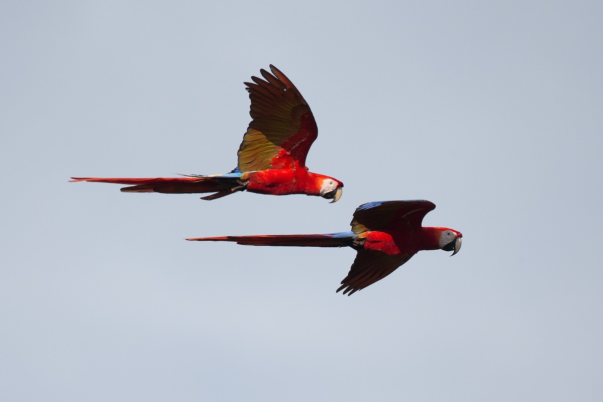 Scarlet Macaw - Chris Wood