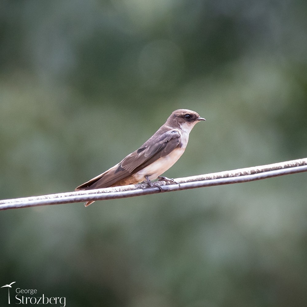 Blue-and-white Swallow - George Strozberg