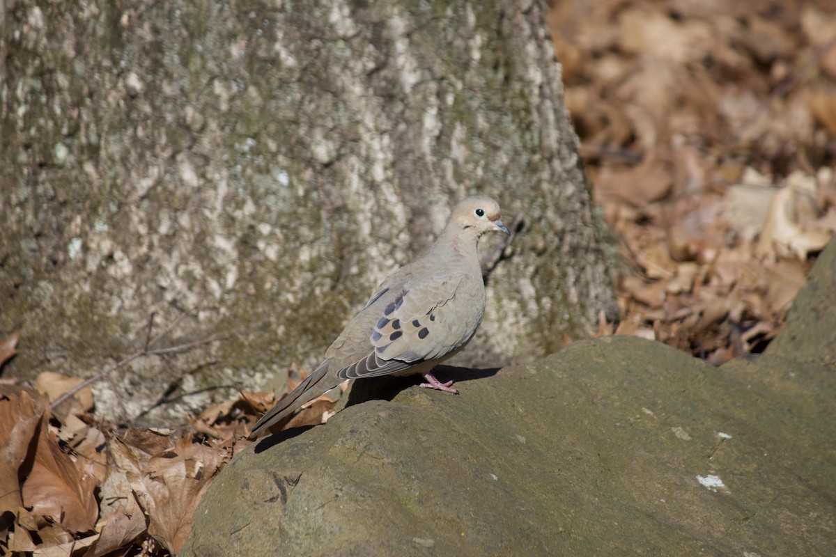 Mourning Dove - ML427782401