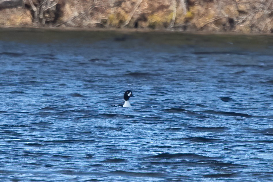 Barrow's Goldeneye - Kalpesh Krishna