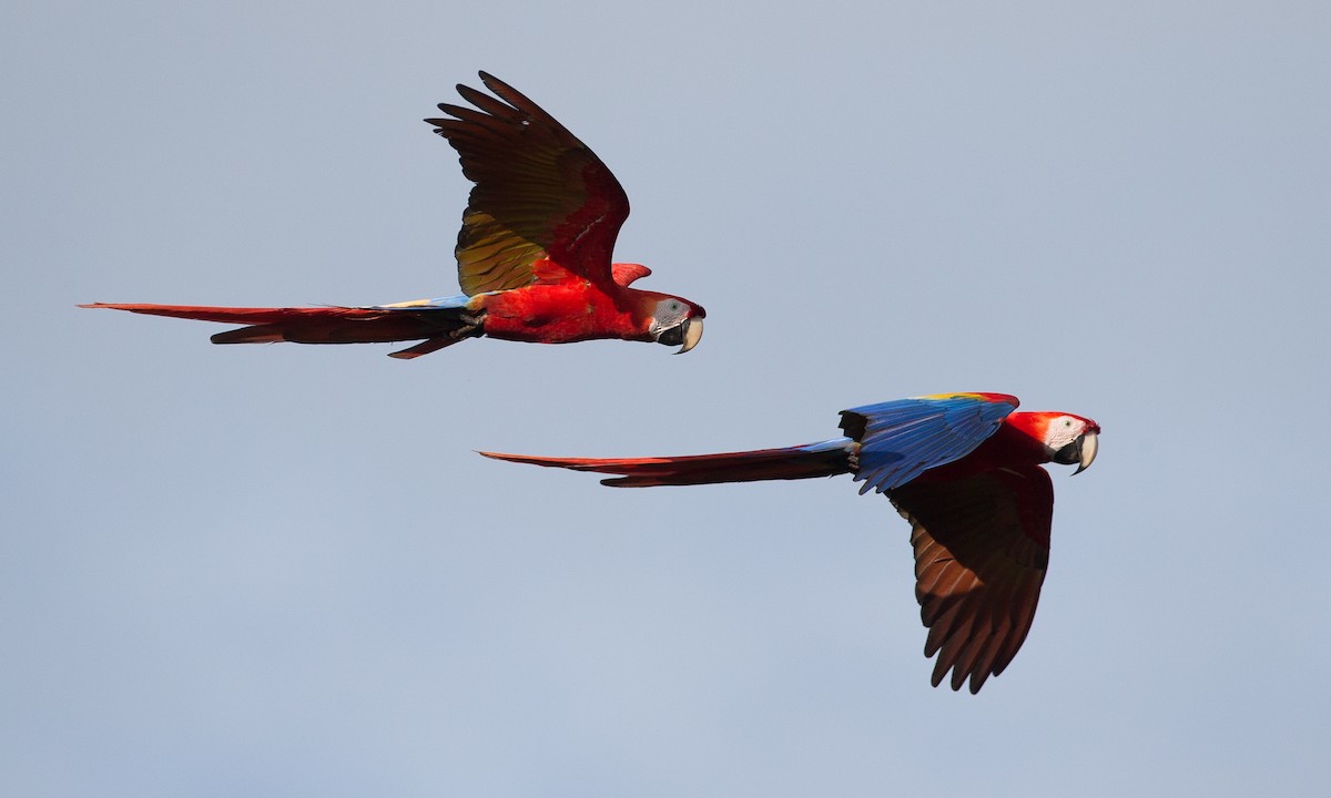 Scarlet Macaw - Chris Wood