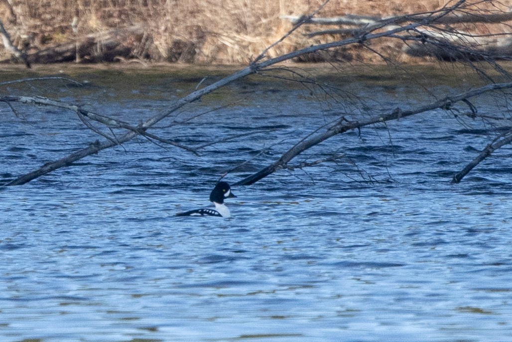 Barrow's Goldeneye - Kalpesh Krishna