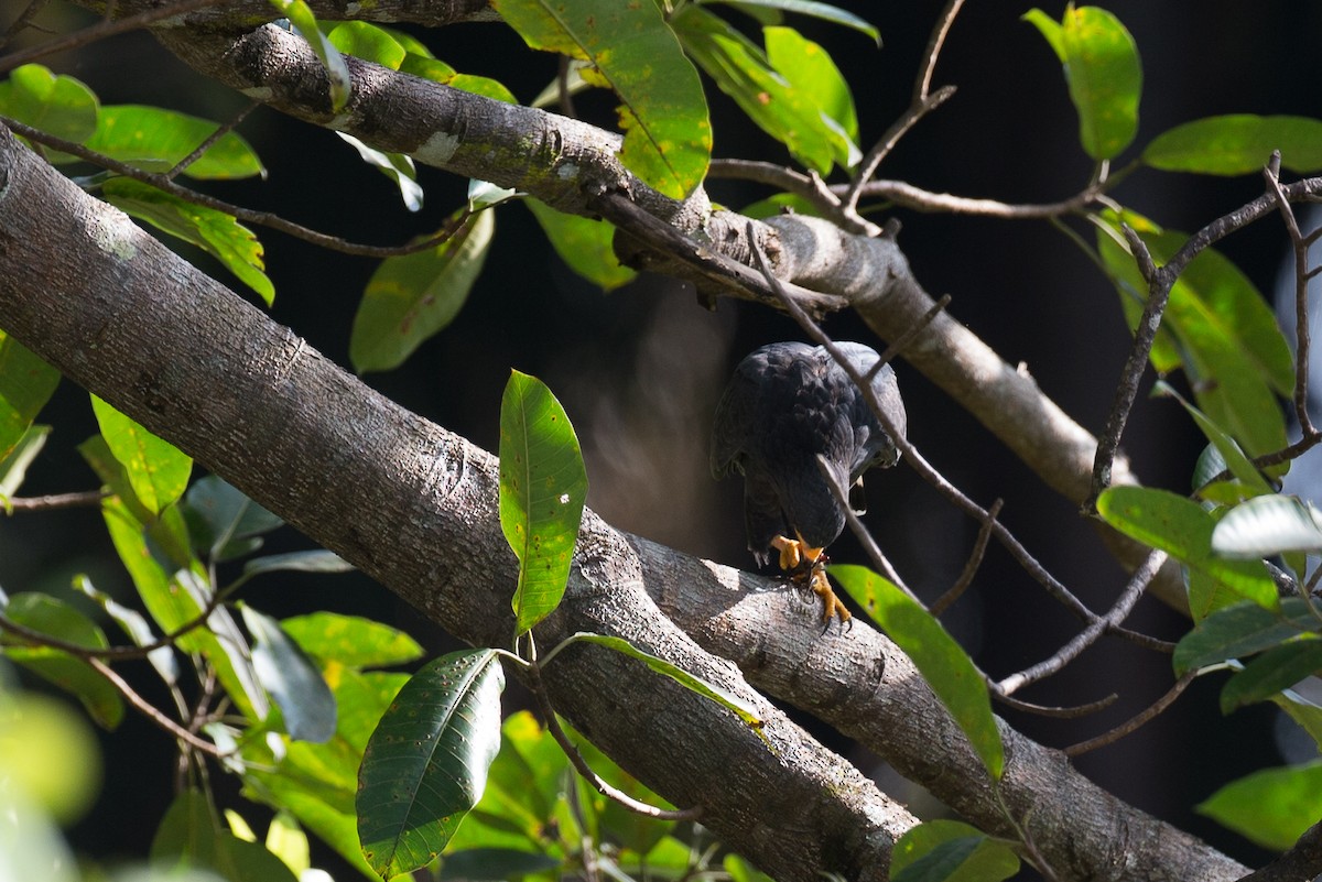 Common Black Hawk - ML42778361