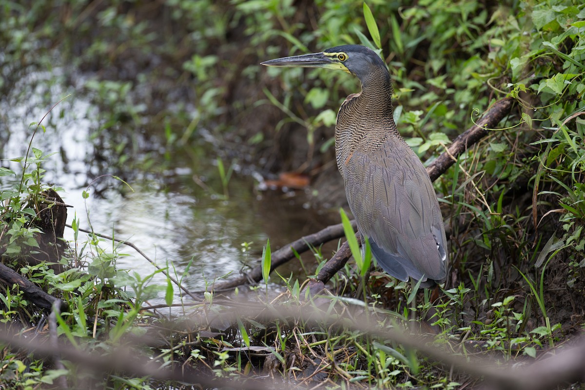 Bare-throated Tiger-Heron - Chris Wood