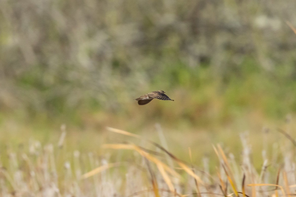 Northern Rough-winged Swallow - ML427786501