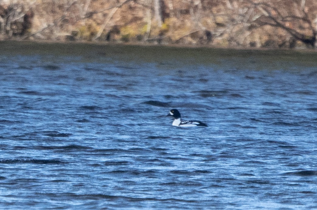 Barrow's Goldeneye - Kalpesh Krishna