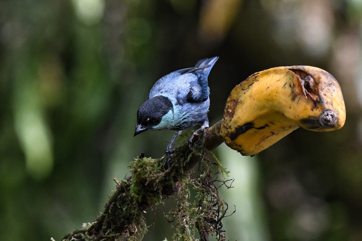 Black-capped Tanager - ML427787611