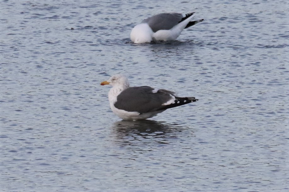 Lesser Black-backed Gull - ML427788421