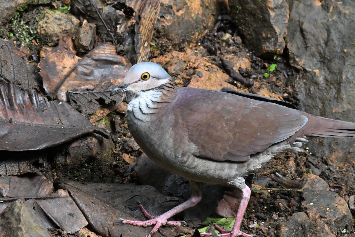 White-throated Quail-Dove - ML427789361