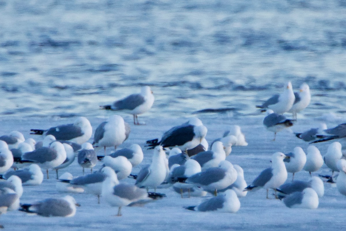 Lesser Black-backed Gull - ML427789381