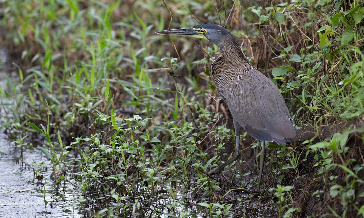 Bare-throated Tiger-Heron - Chris Wood