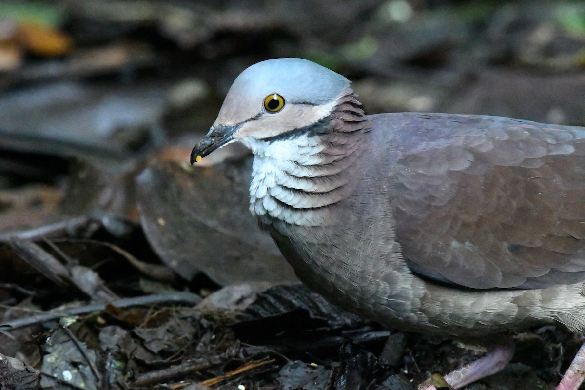 White-throated Quail-Dove - ML427789411