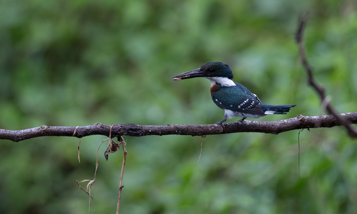 Green Kingfisher - Chris Wood