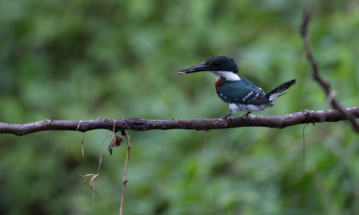 Green Kingfisher - ML42779031