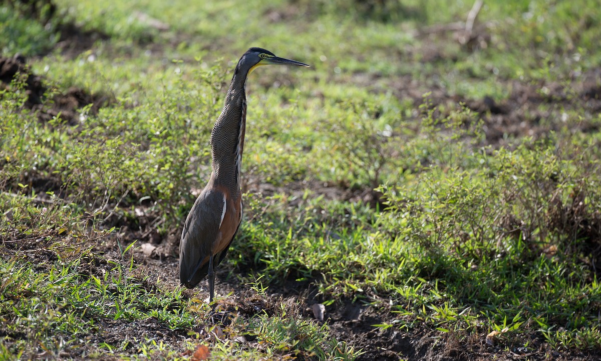 Bare-throated Tiger-Heron - ML42779061