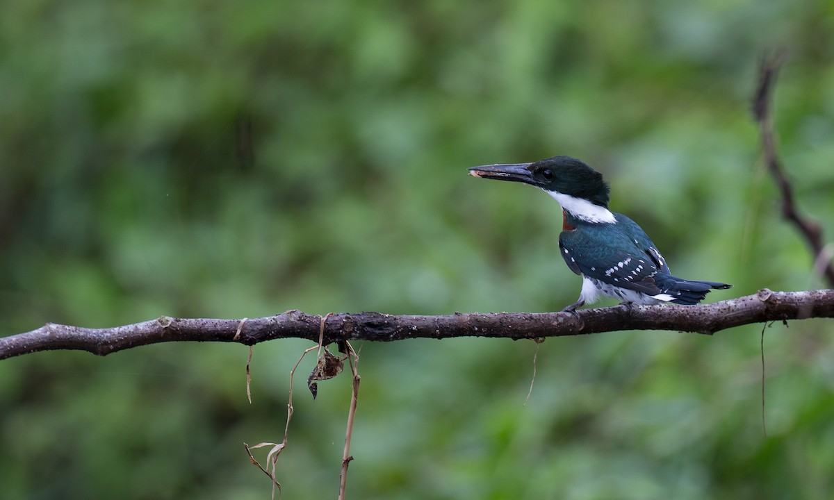 Green Kingfisher - Chris Wood