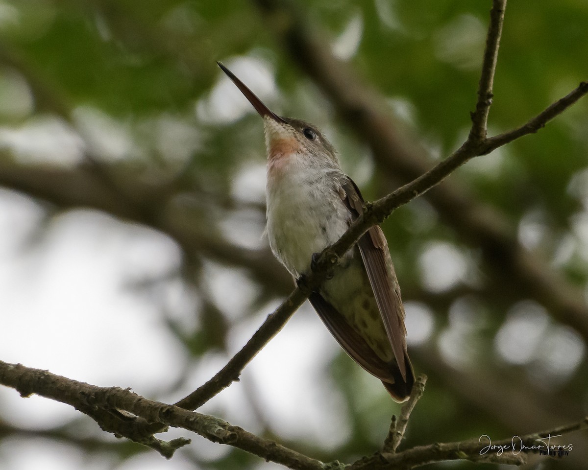 White-bellied Hummingbird - ML427791561
