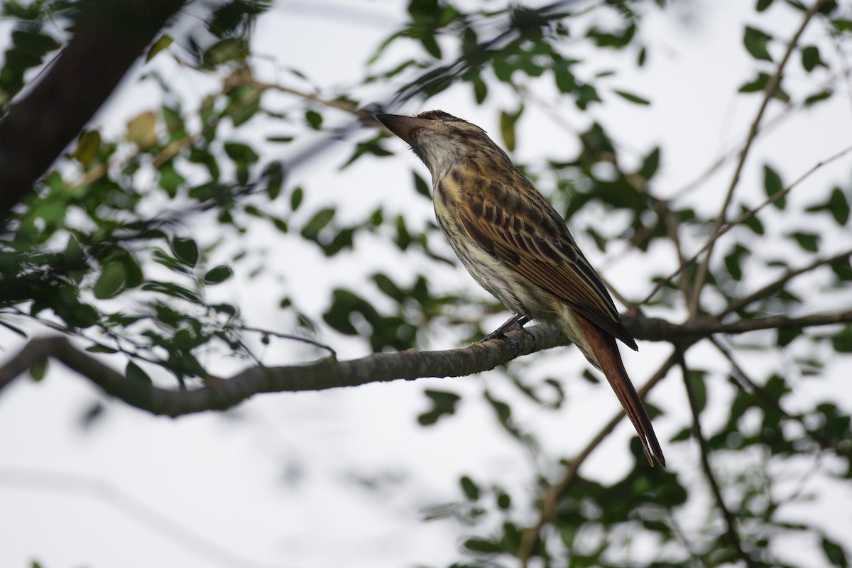 Streaked Flycatcher - ML42779211