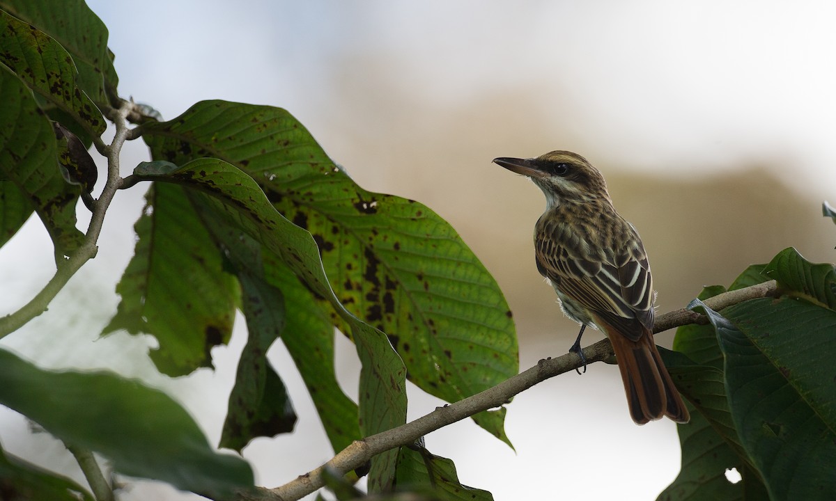 Streaked Flycatcher - ML42779261