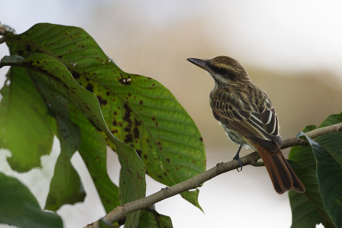 Streaked Flycatcher - ML42779271