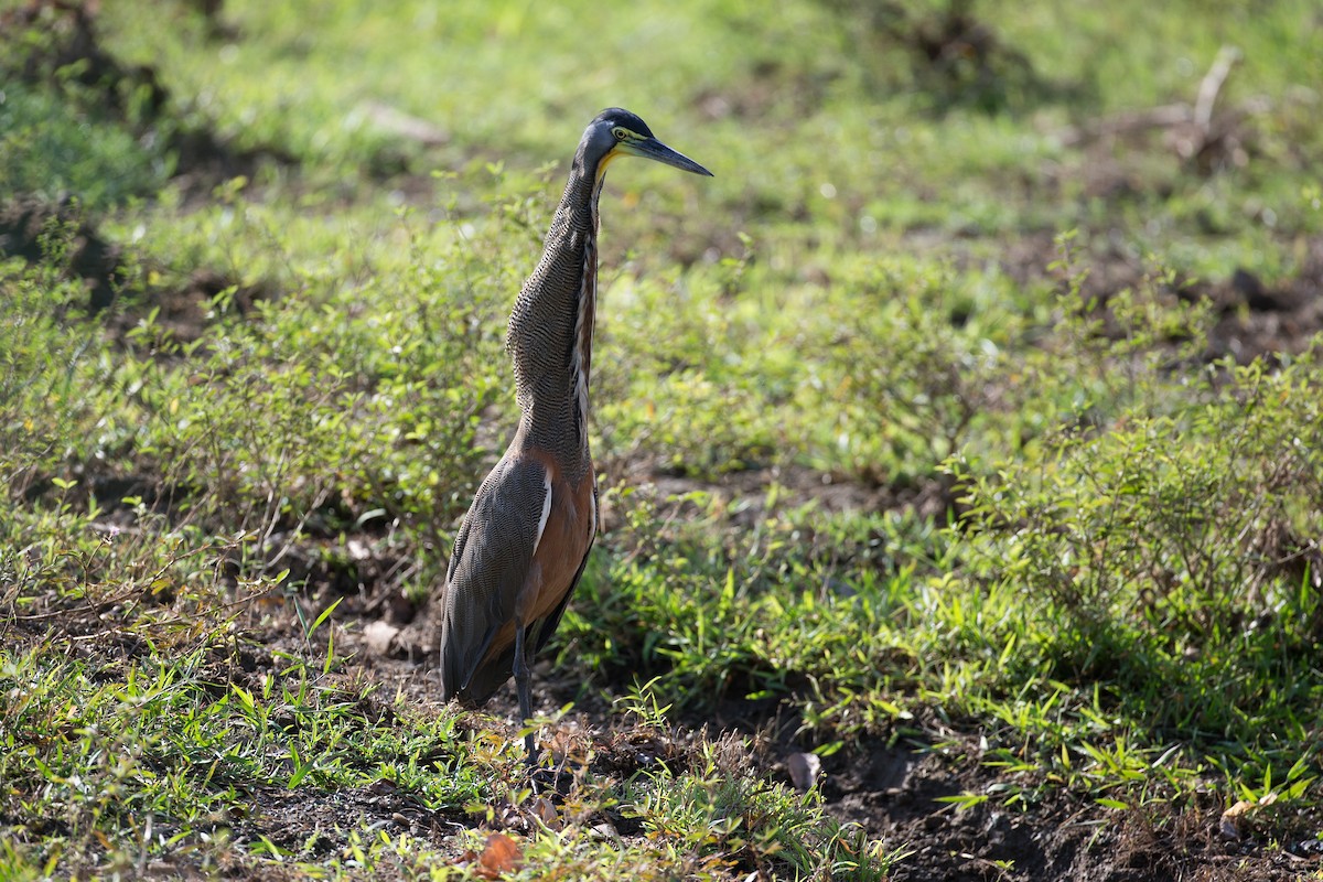 Bare-throated Tiger-Heron - ML42779281