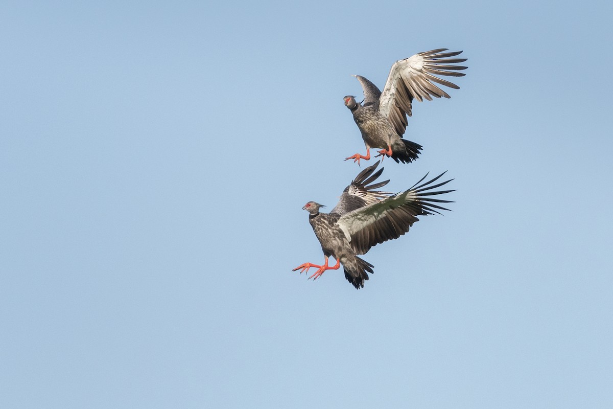 Southern Screamer - ADRIAN GRILLI