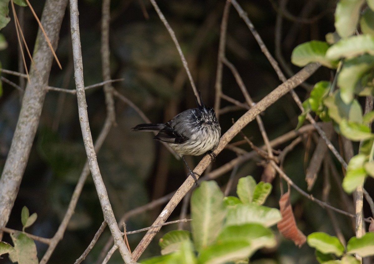 Tufted Tit-Tyrant - ML427793711