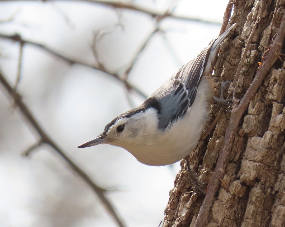 White-breasted Nuthatch - ML427794851