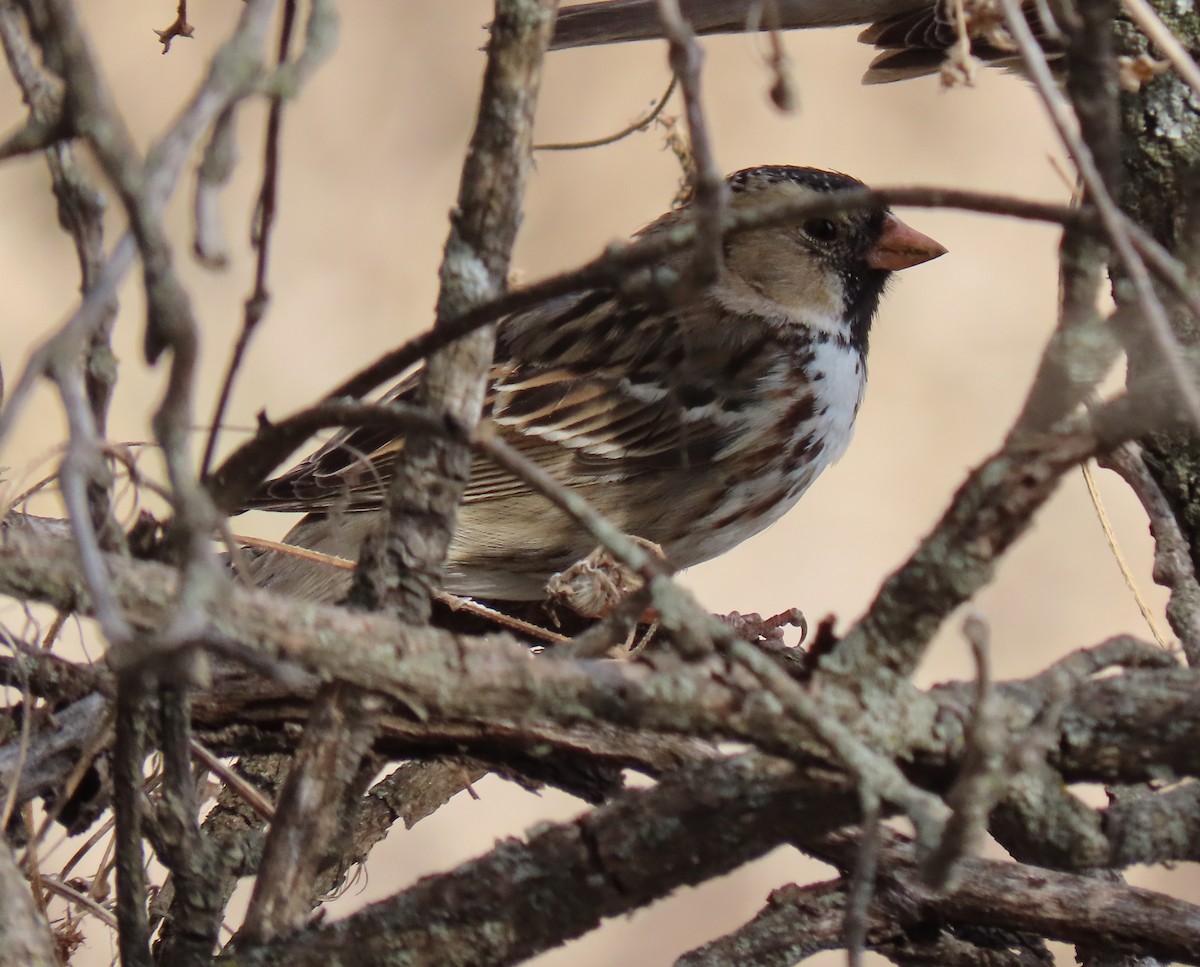 Harris's Sparrow - ML427795041