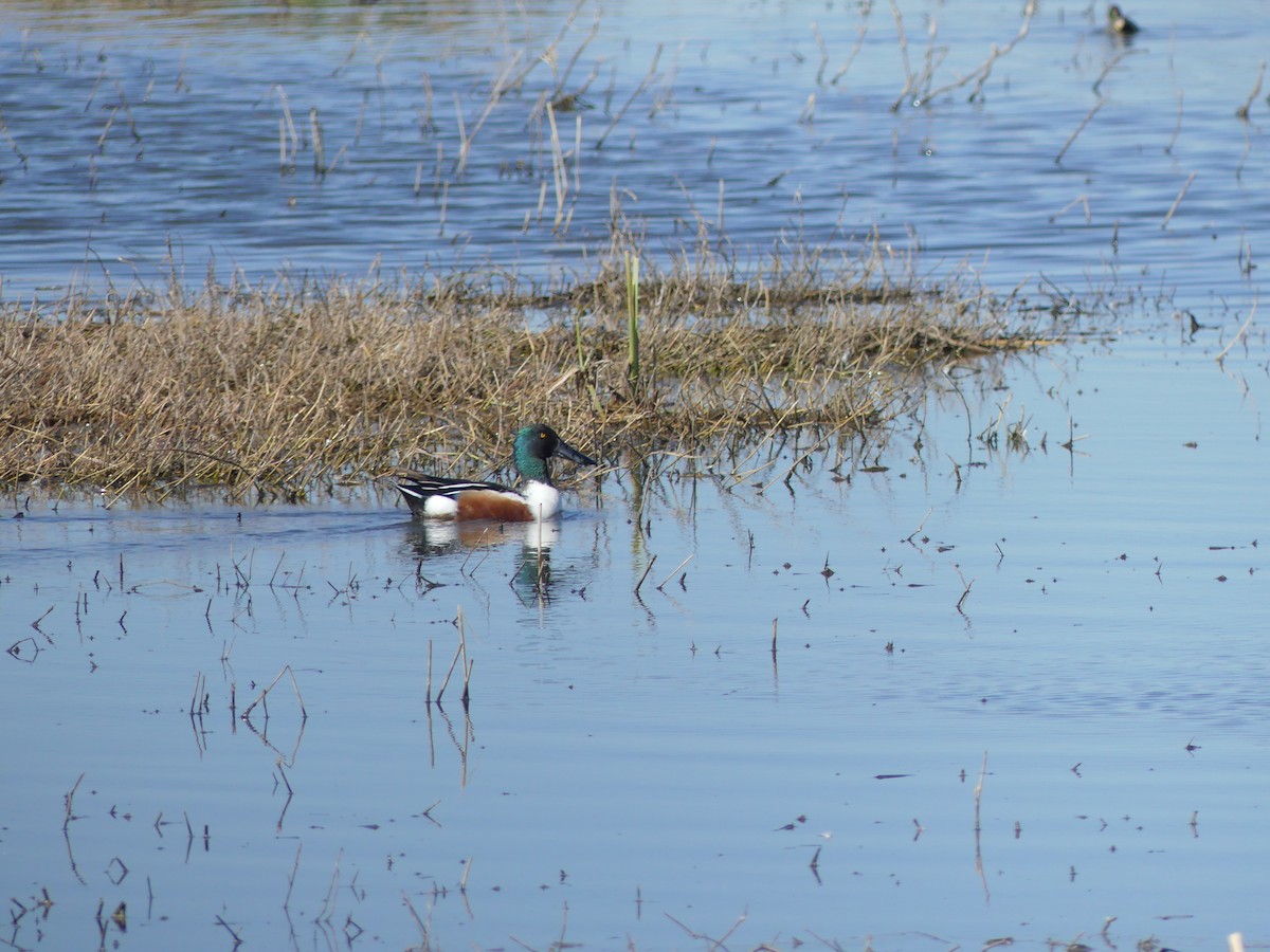 Northern Shoveler - ML427795981