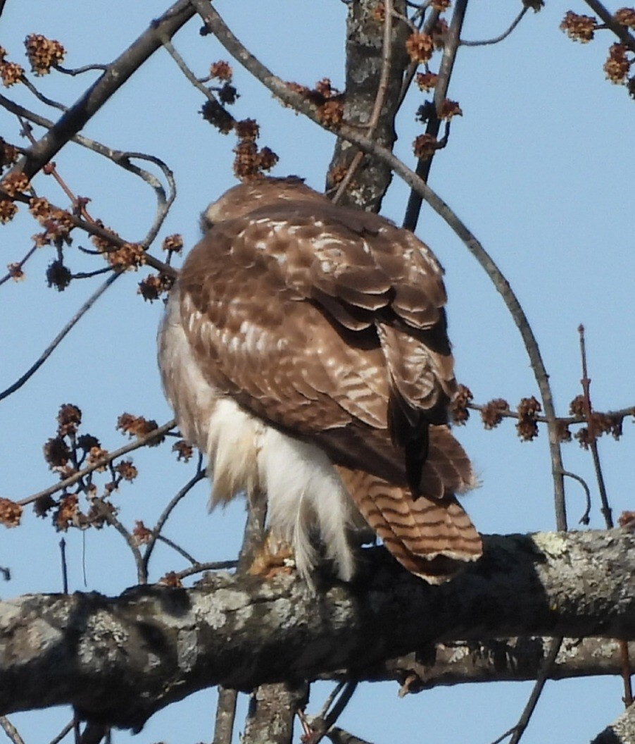 Red-tailed Hawk - ML427796101