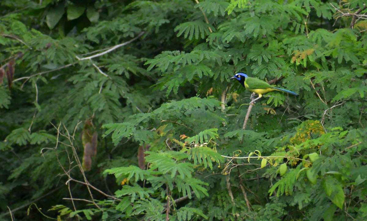 Green Jay - ML427796971