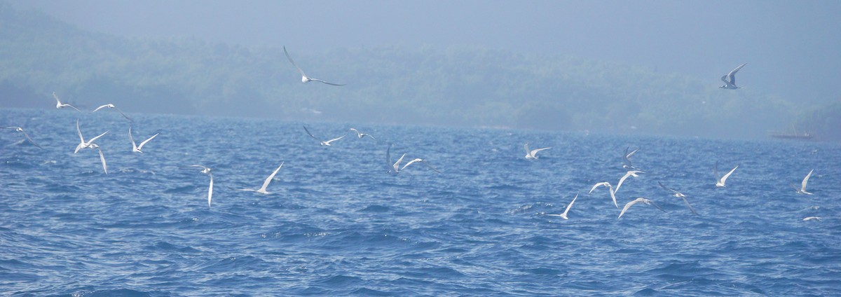 Great Crested Tern - ML427799821