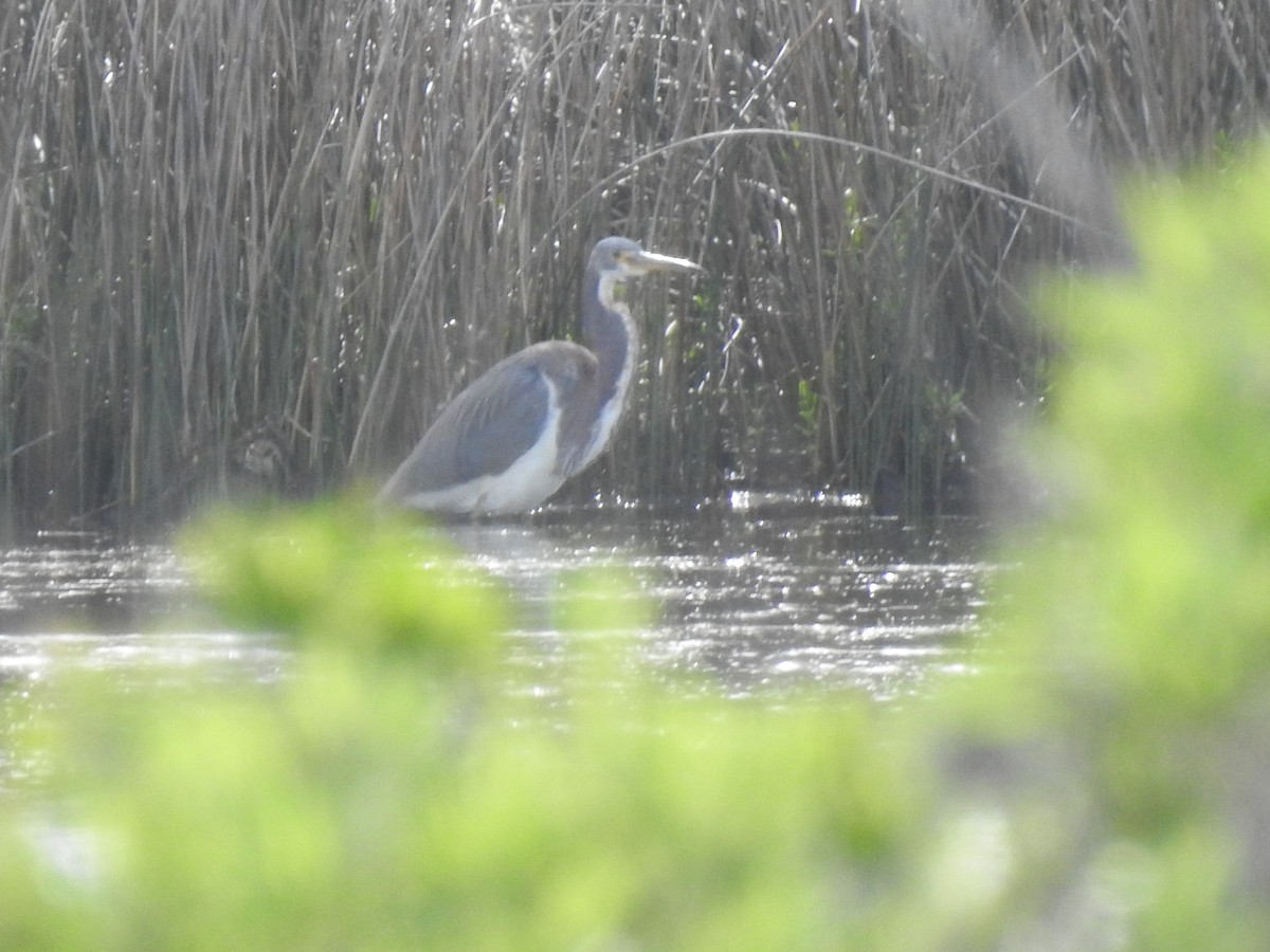 Tricolored Heron - ML427800671