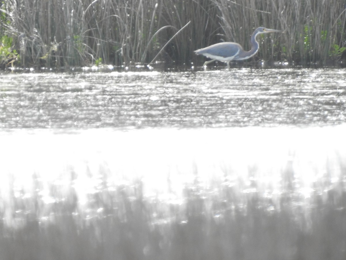 Tricolored Heron - Natalie Rekittke